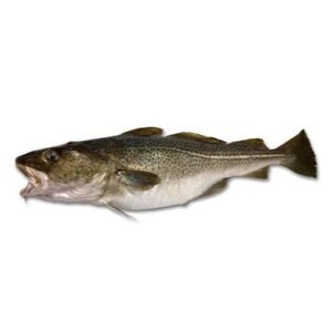Bacalao x Lb