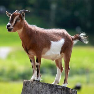 Cabras (Cabra) x Lb