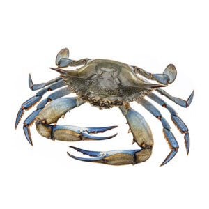Cangrejo Azul x Lb