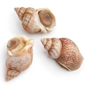 Caracol Marino x Lb