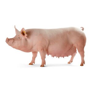 Cerdos (Cerdo) x Lb