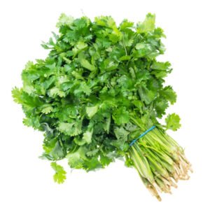 Cilantro x Lb