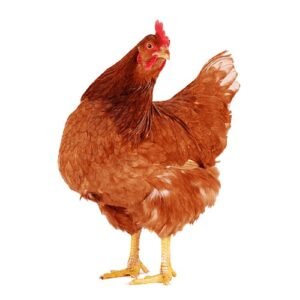 Gallina x Lb