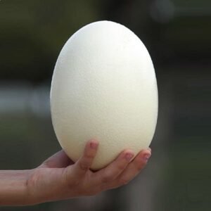 Huevos Avestrus x Lb