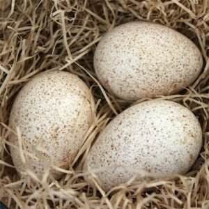 Huevos de Pavo x Lb