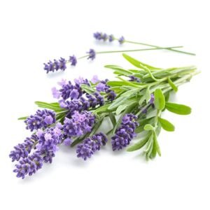 Lavanda x Lb