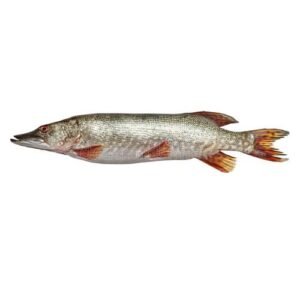 Lucio (Esox lucius) x Lb