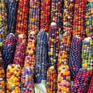 Maíz de Colores x Lb
