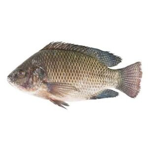 Mojarra Negra x Lb