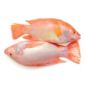 Mojarra Roja x Lb