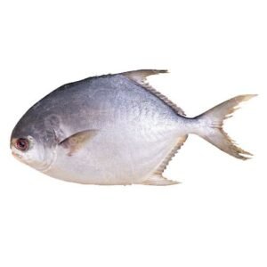 Palometa x Lb