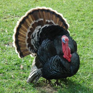 Pavo x Lb