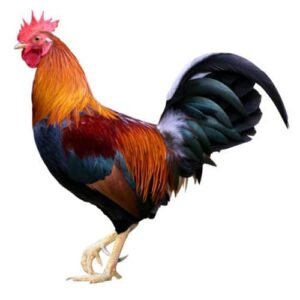 Pollo Criollo x Lb