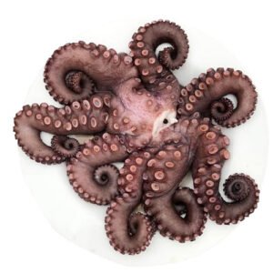 Pulpo x Lb