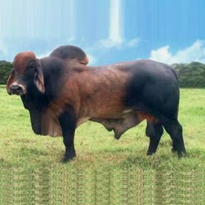 Vacunos (Res) x Lb