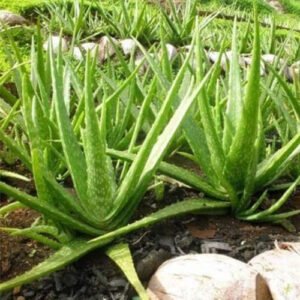 Sábila (Aloe Vera)