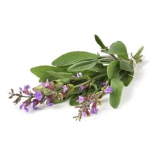 Salvia x Lb