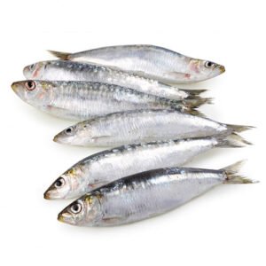 Sardina x Lb