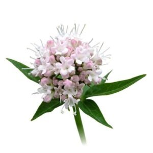 Valeriana x Lb